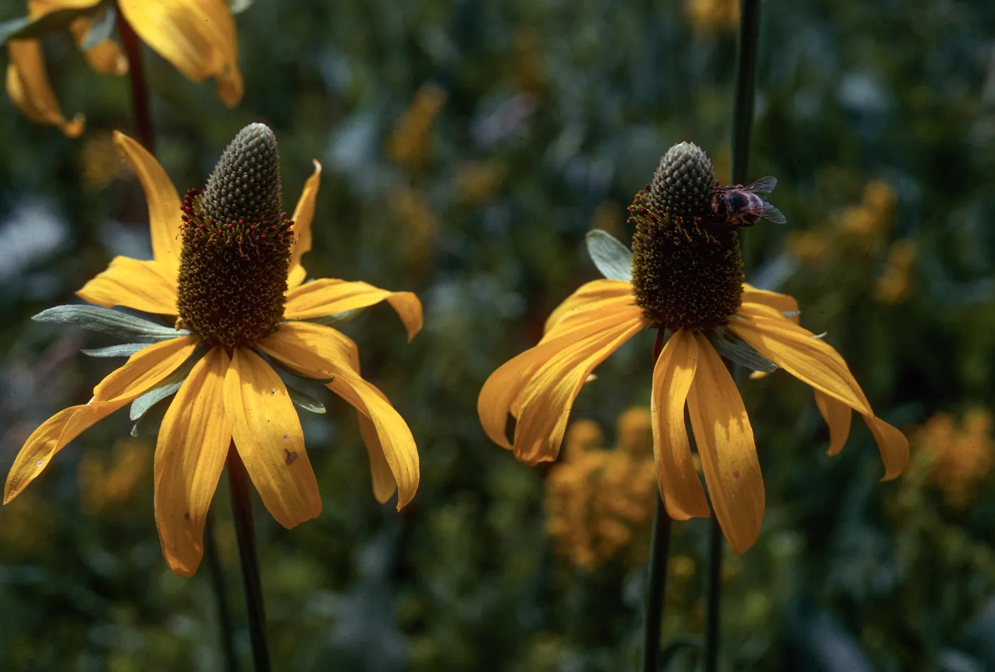 Rudbeckia, Crane Flat, Yosemite National Park