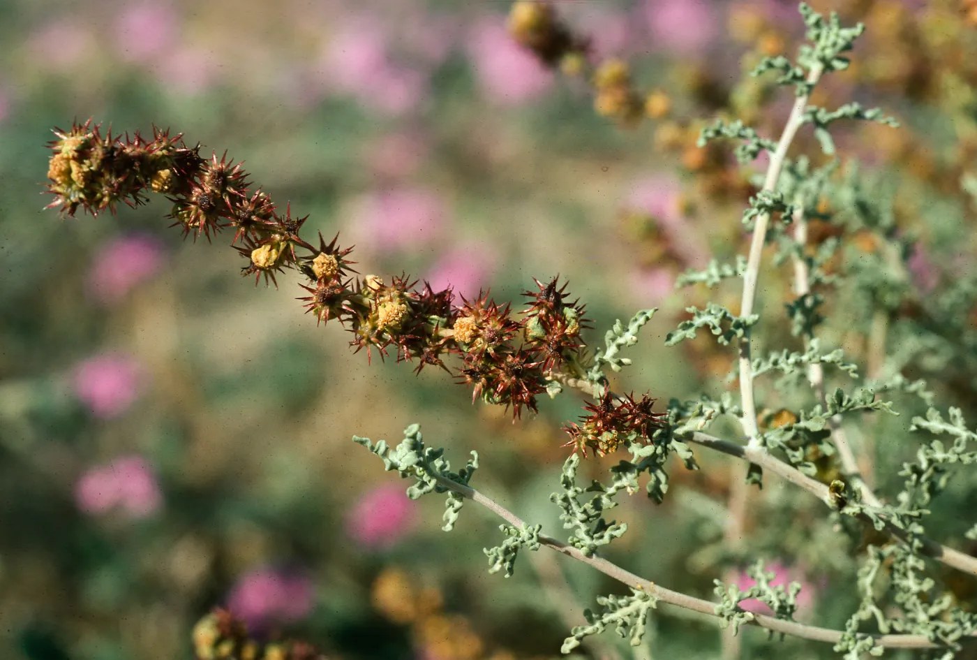 Ambrosia dumosa