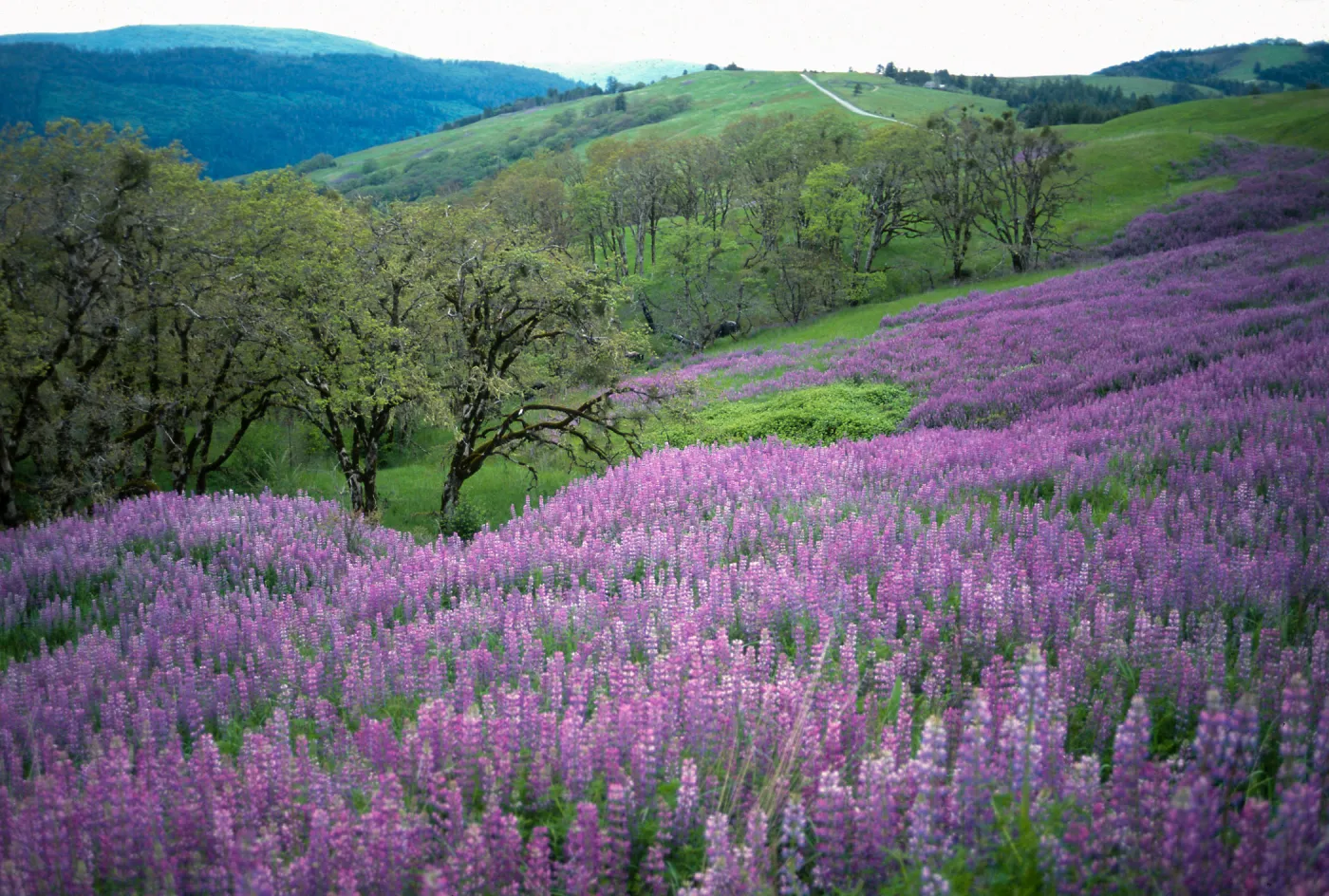 Oregon Oak (Quercus garryana), Lupine, Bald Hills Road, Redwood National Park, Humboldt and Del Norte Counties