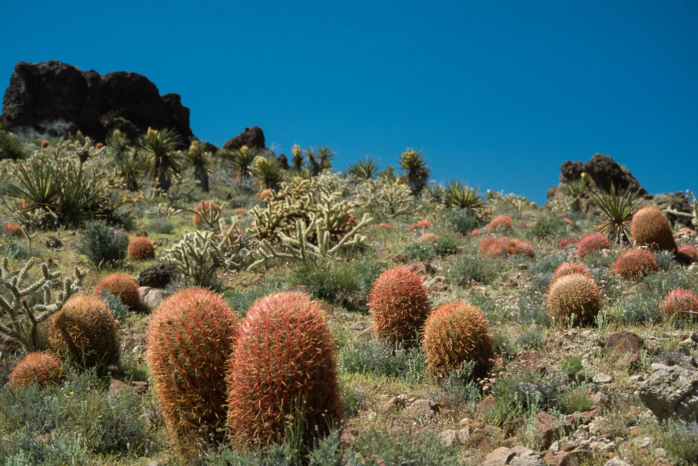 Mid Hills, Mojave Desert, San Bernardino county