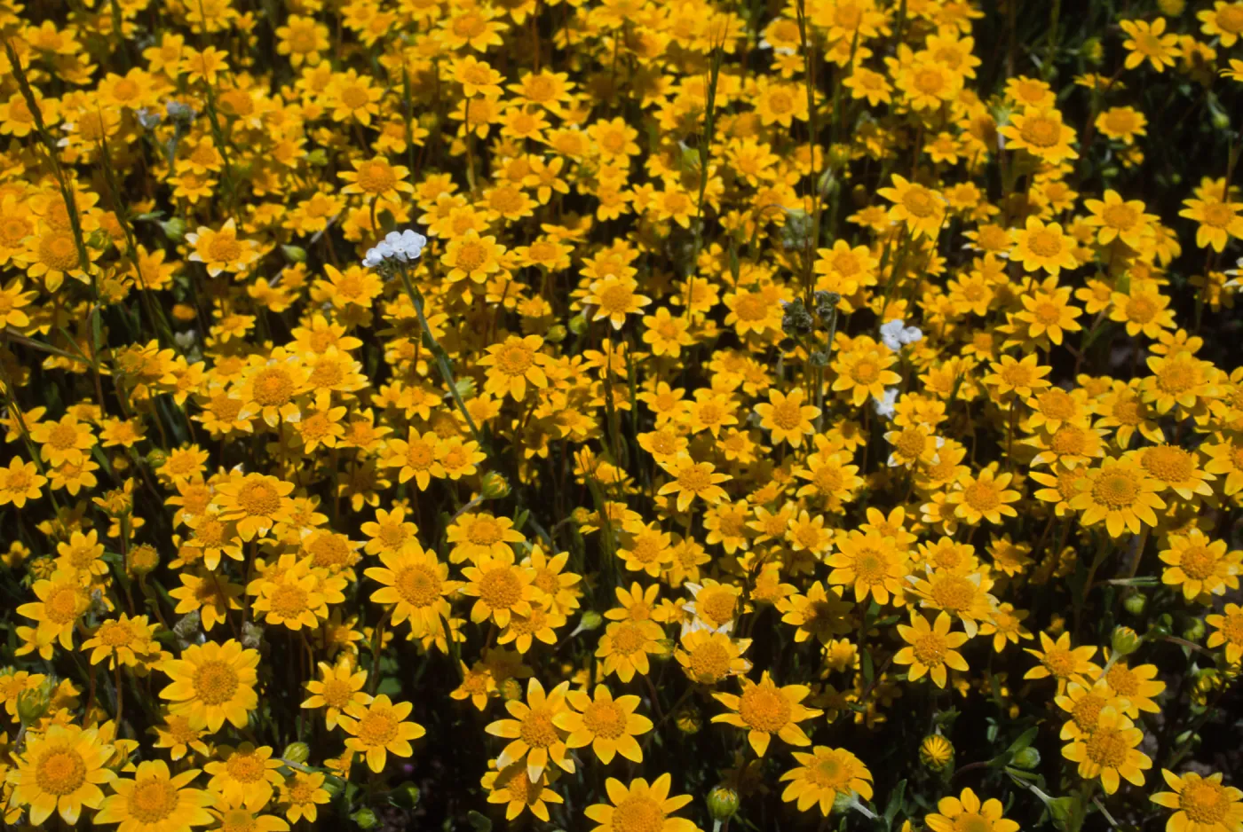 Lasthenia, Meadows, Lake Cuyamaca, Eastern San Diego County