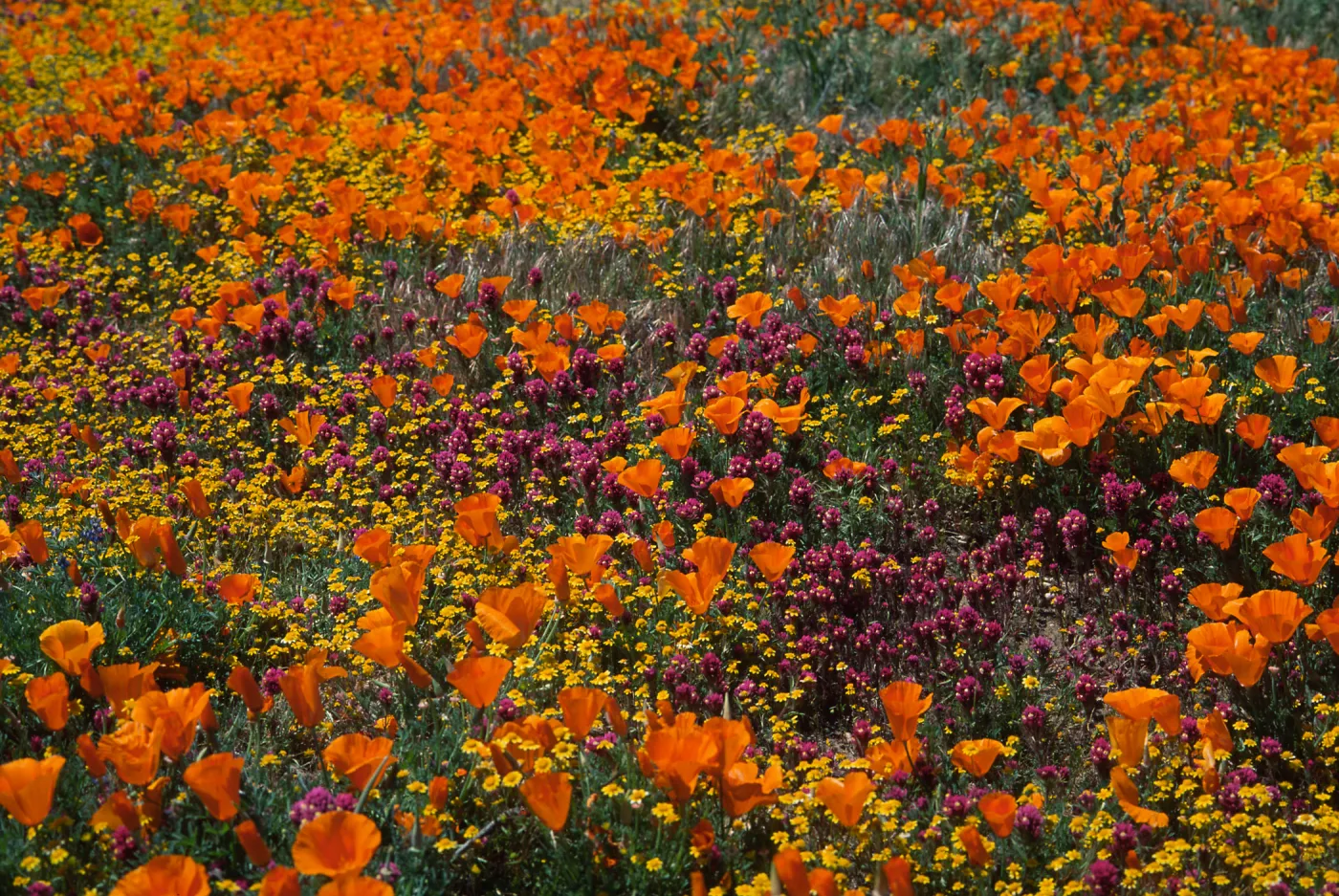 Eschscholzia californica, Antelope Valley