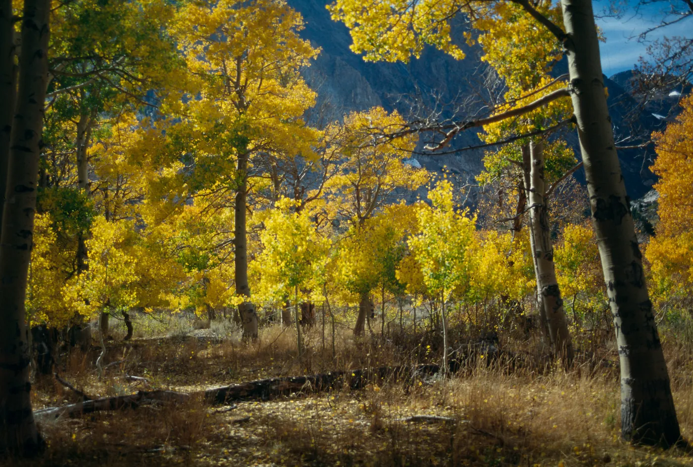 Parker Lake, June Lake Loop, October, 1996