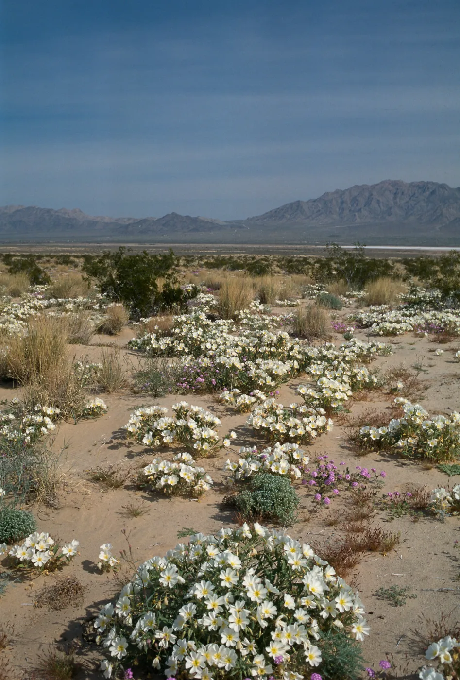 E of Twentynine Palms