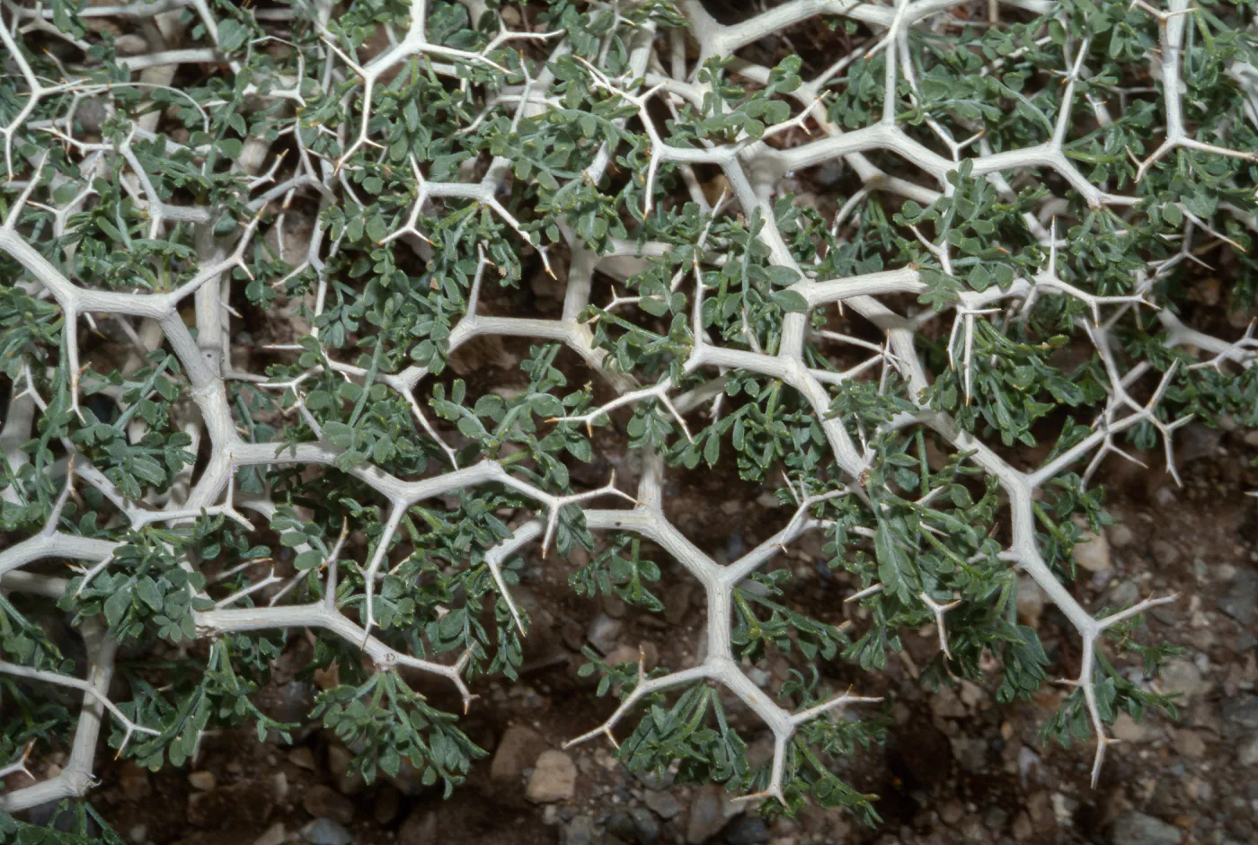 Psorothamnus fremontii