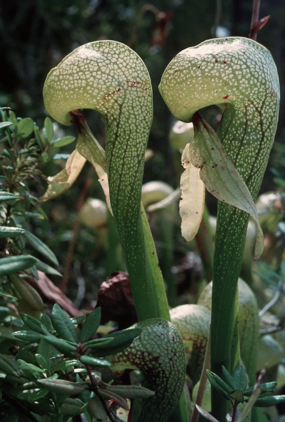 Darlingtonia californica