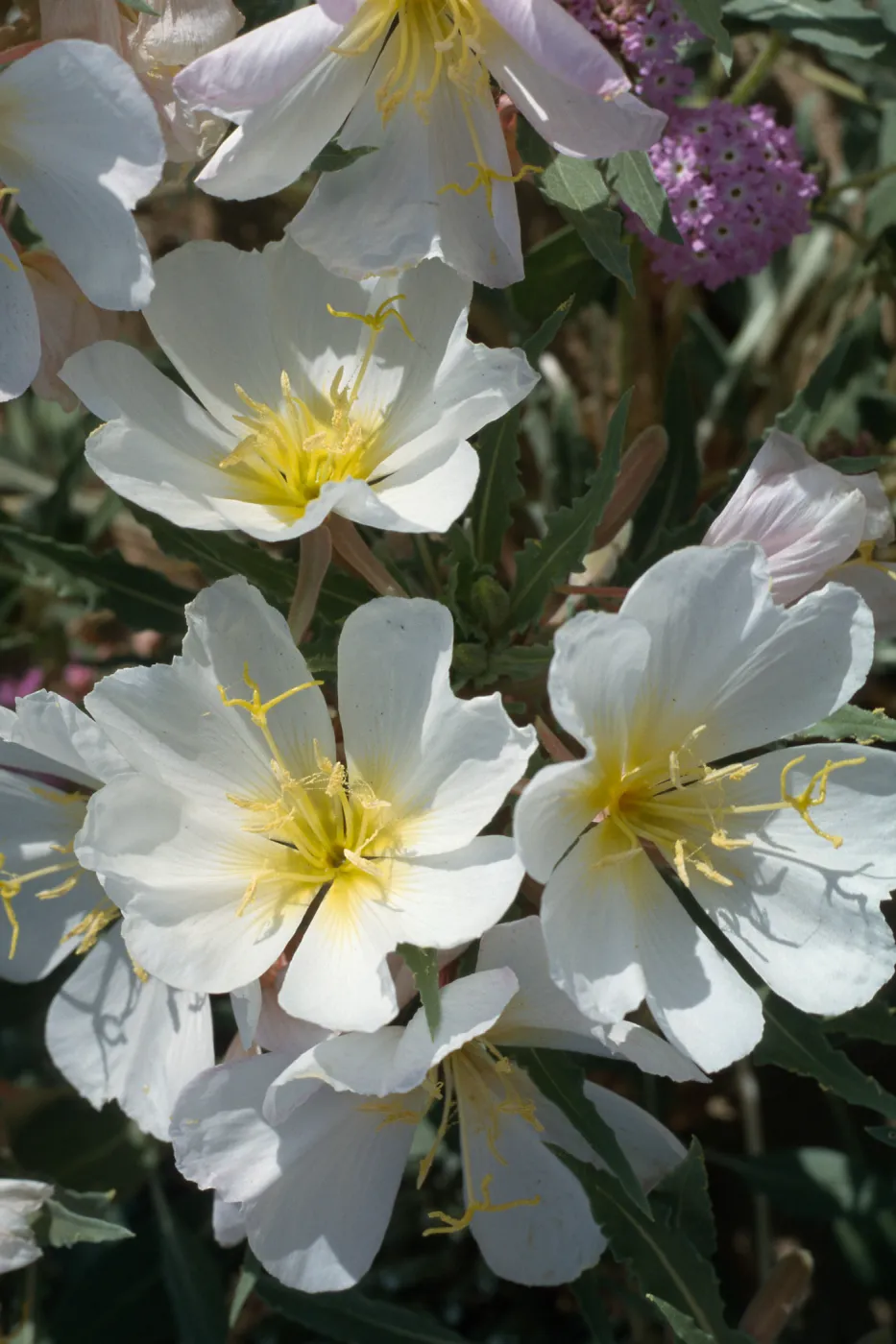 Oenothera deltoides
