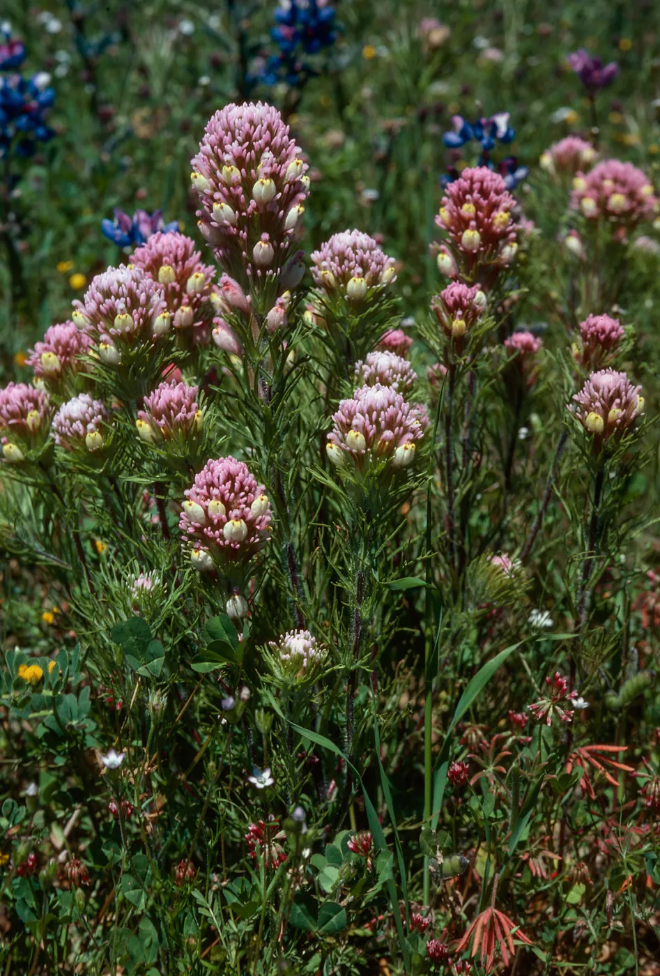 Castilleja densiflora, Owls Clover, Figueroa Mountain, Santa Barbara County