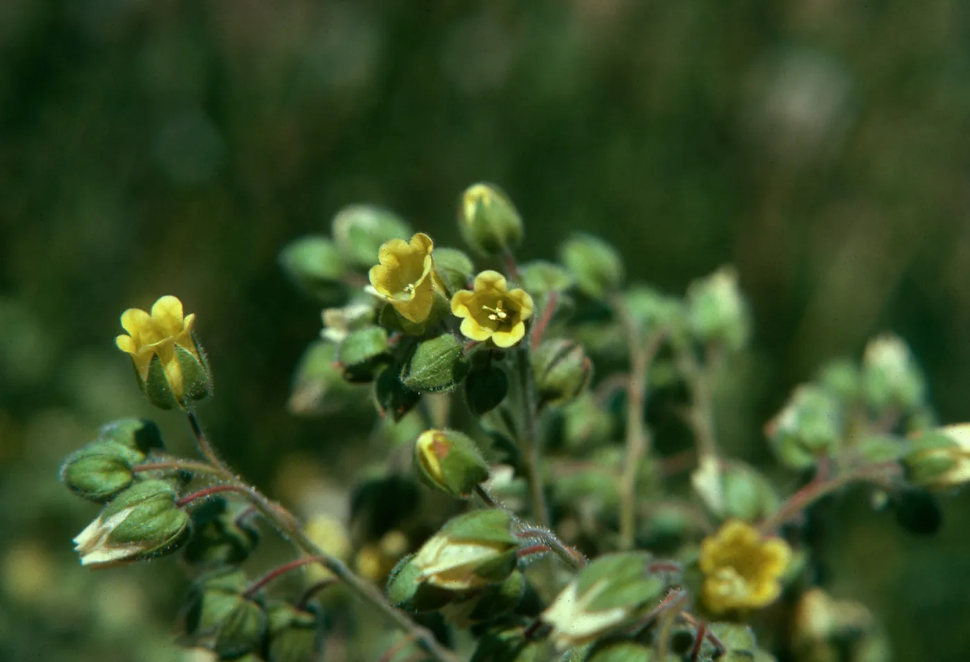 Emmenanthe penduliflora, on top, flat area, 1600 ft., Cowan Creek, Humboldt County