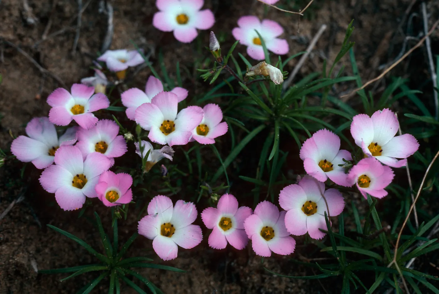 Linanthus dianthiflorus, Torrey Pines Reserve, San Diego County
