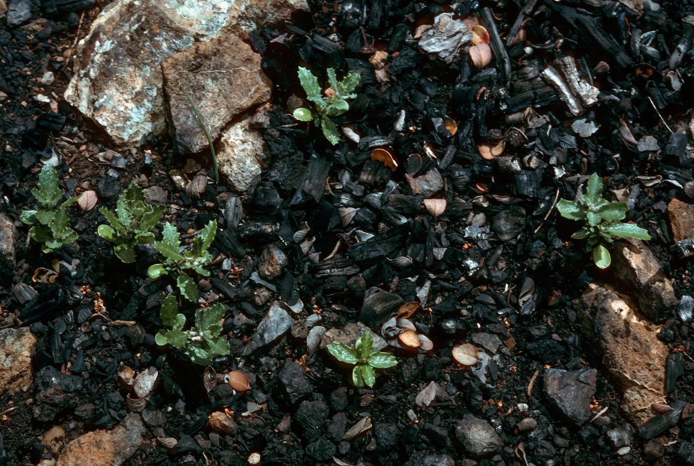 Ceanothus cuneatus, post-fire seedlings
