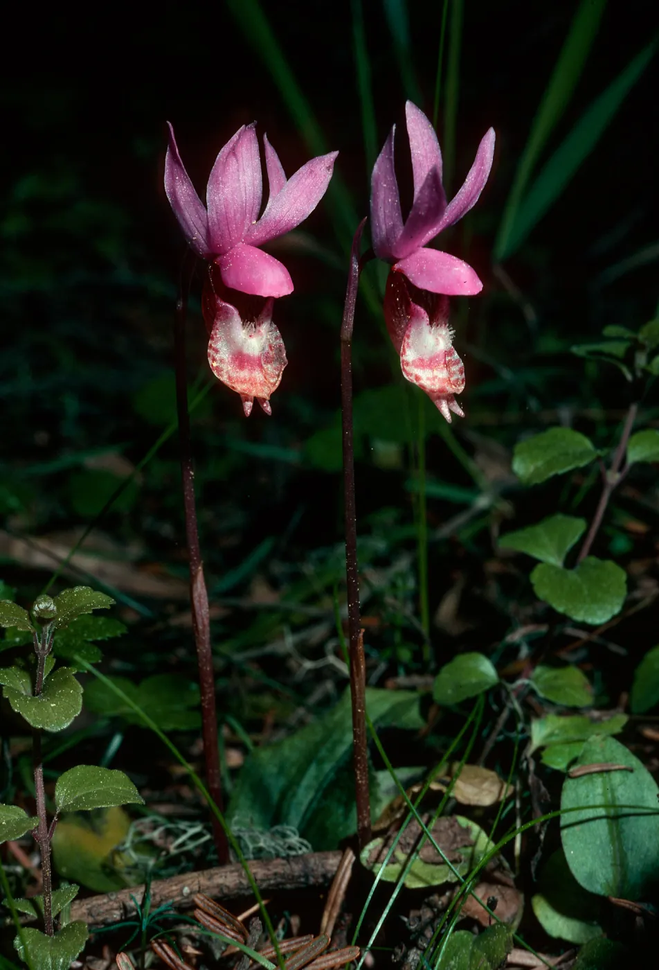 Calypso bulbosa, Lanphere Dunes, Humboldt County