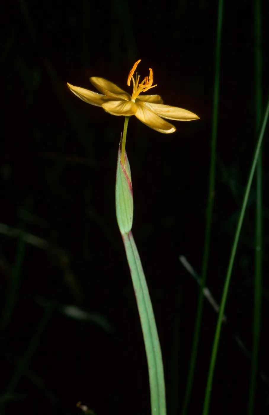 Sisyrinchium Californicum