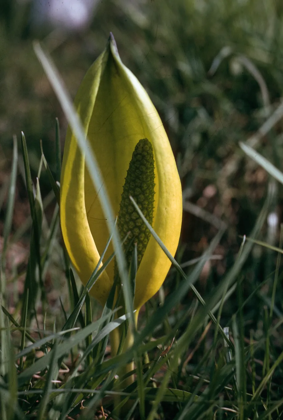 Lysichiton americanus, Snoqulamie, Hwy 80, KIng County, Washington