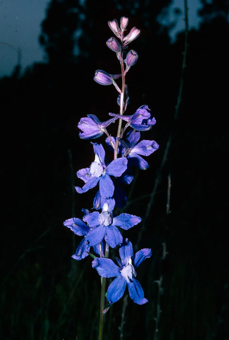 Delphinium parryi (?), Nipomo Mesa, San Luis Obispo County