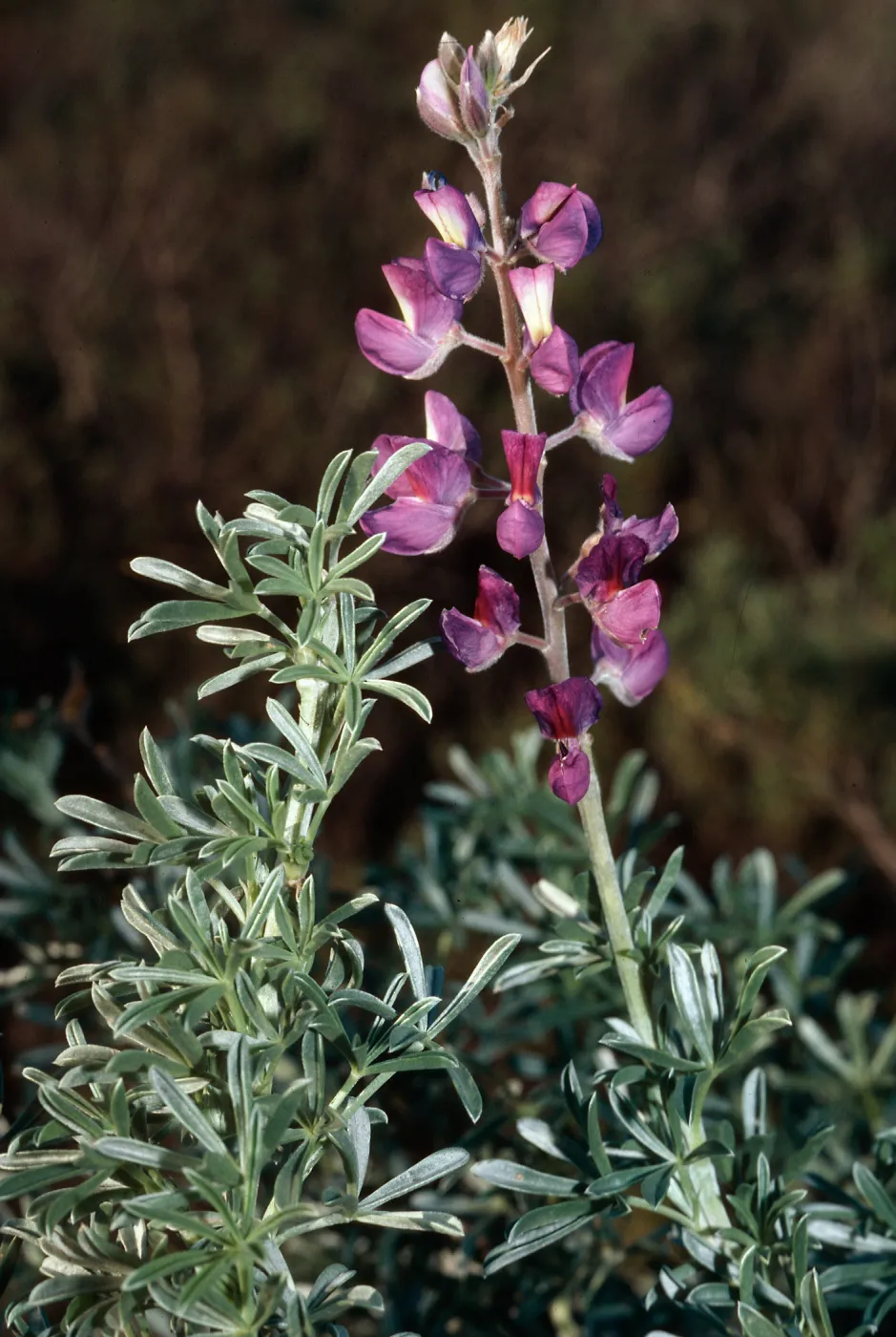 Lupinus chamissonis, Point Sal, Santa Barbara County