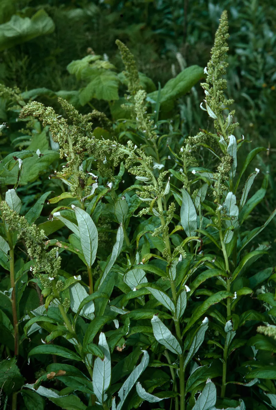 Artemisia suksdorfii, Northern Oregon coast