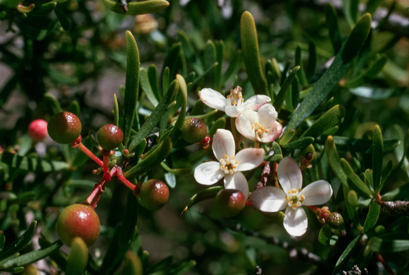 Cneoridium dumosum, Torrey Pines Reserve, San Diego County