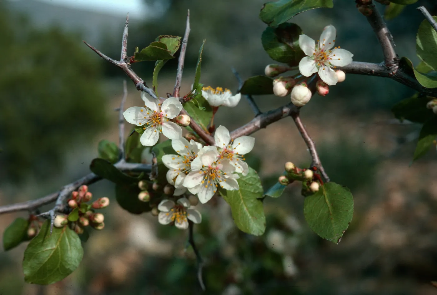 Prunus fremontii, West of Scissors Crossing, Anza-Borrego, San Diego County