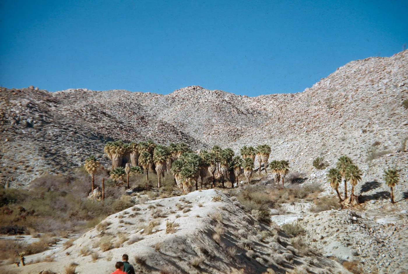 Washingtonia, Mountain Palm Springs, Riverside County