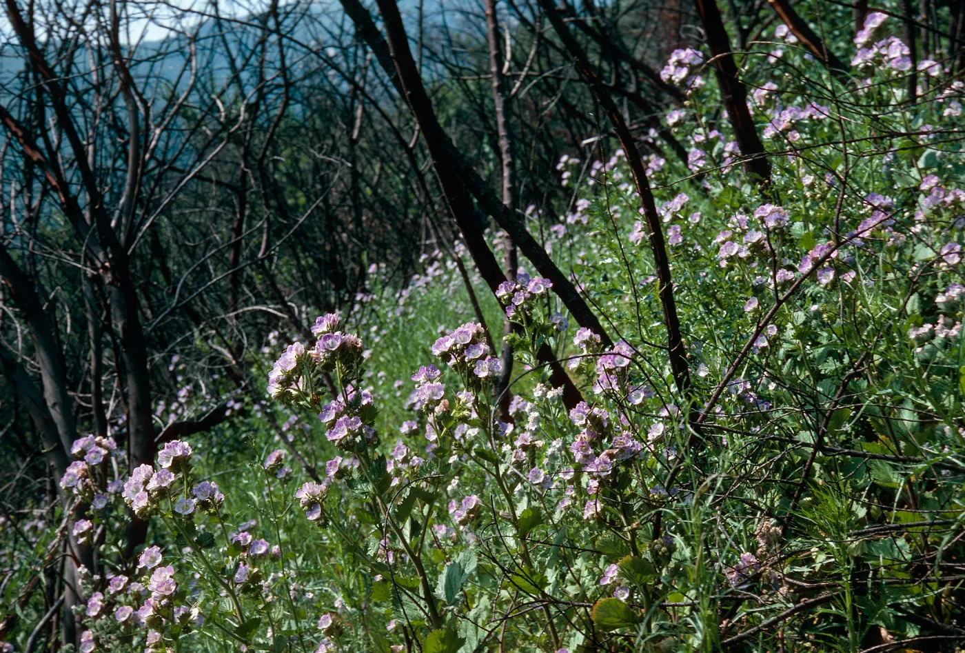 Phacelia grandiflora (annual), first spring after burn