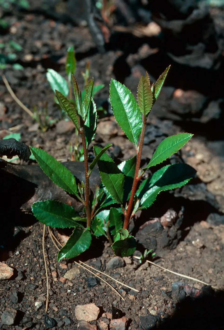 Heteromeles arbutifolia, sprouting, Mt. Diablo, Contra Costa County