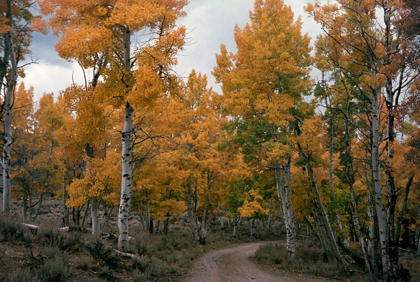 Populus, Green Creek, South of Bridgeport, Mono County