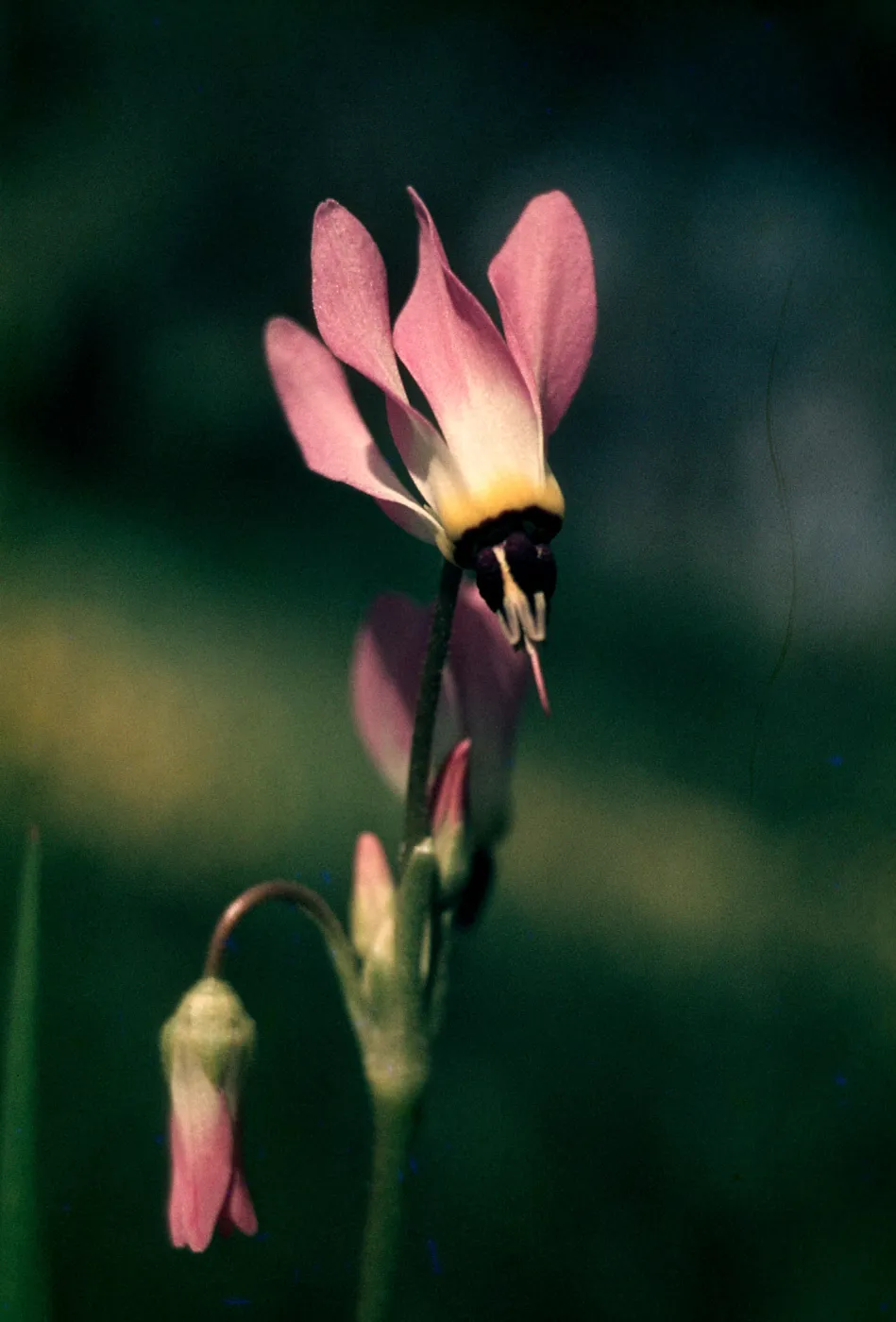 Dodecatheon clevelandii, Sedgwick show, Figueroa Mountain, Santa Barbara County