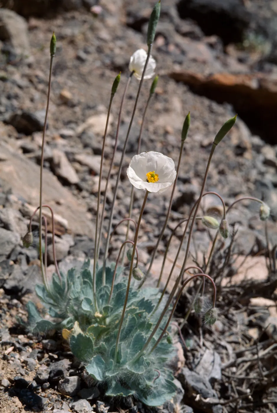 Arctomecon merriami, Death Valley 2, Inyo County