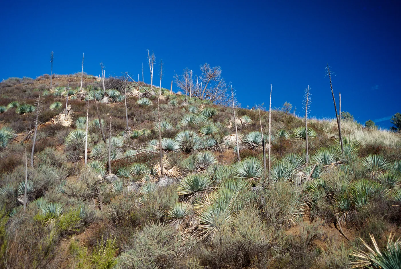 Sedgwick Ranch, November, 1996