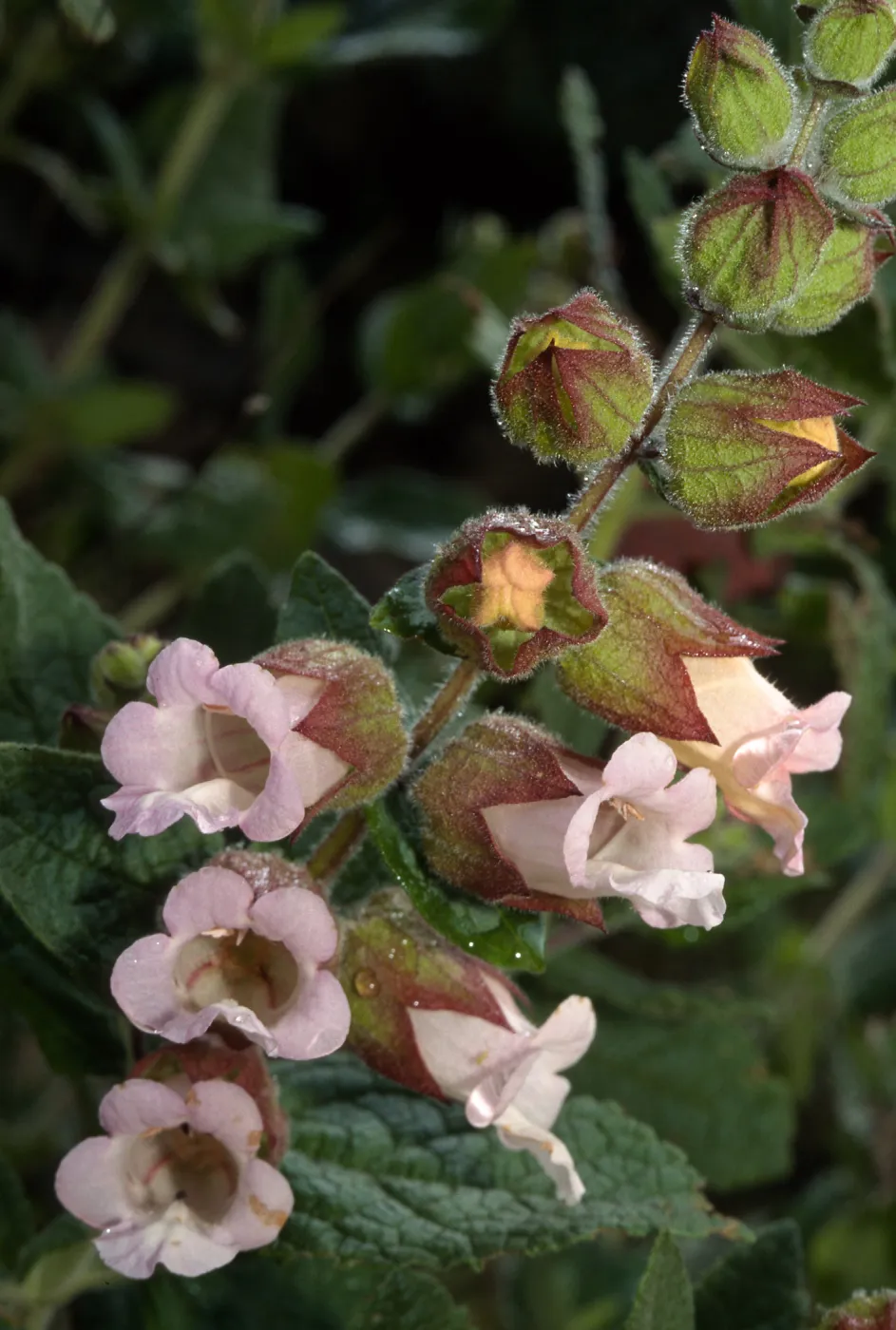 Lepechinia calycina, Santa Ynez Mountains