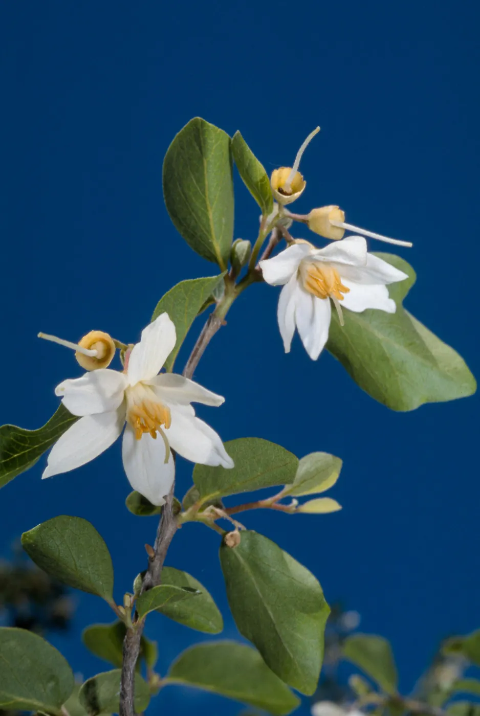 Styrax officinale, Bear Valley, Colusa County