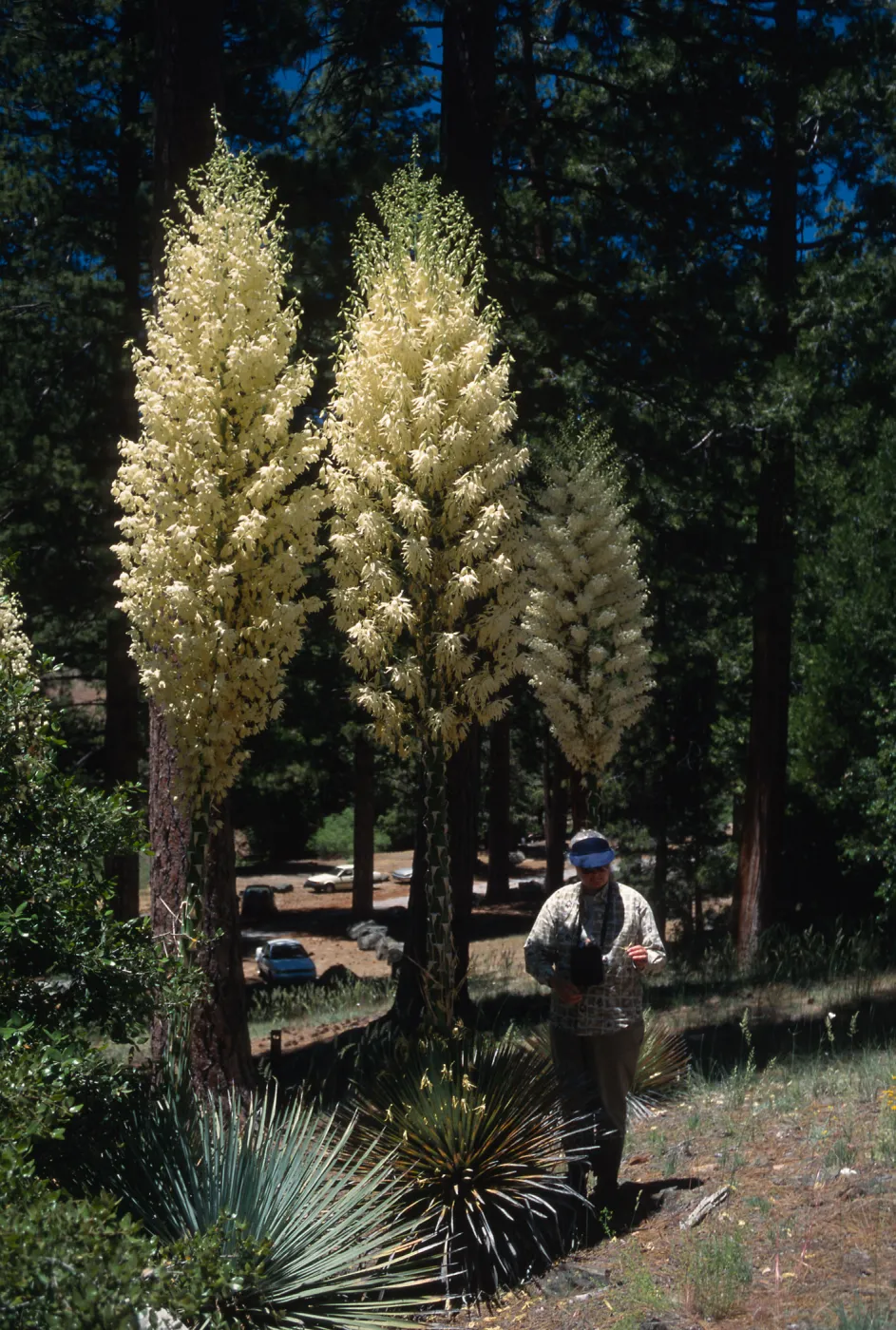 Yucca whipplei ssp. parishii, Nancy Vivrette, Charlton Flat, San Gabriel Mountains, Los Angeles County