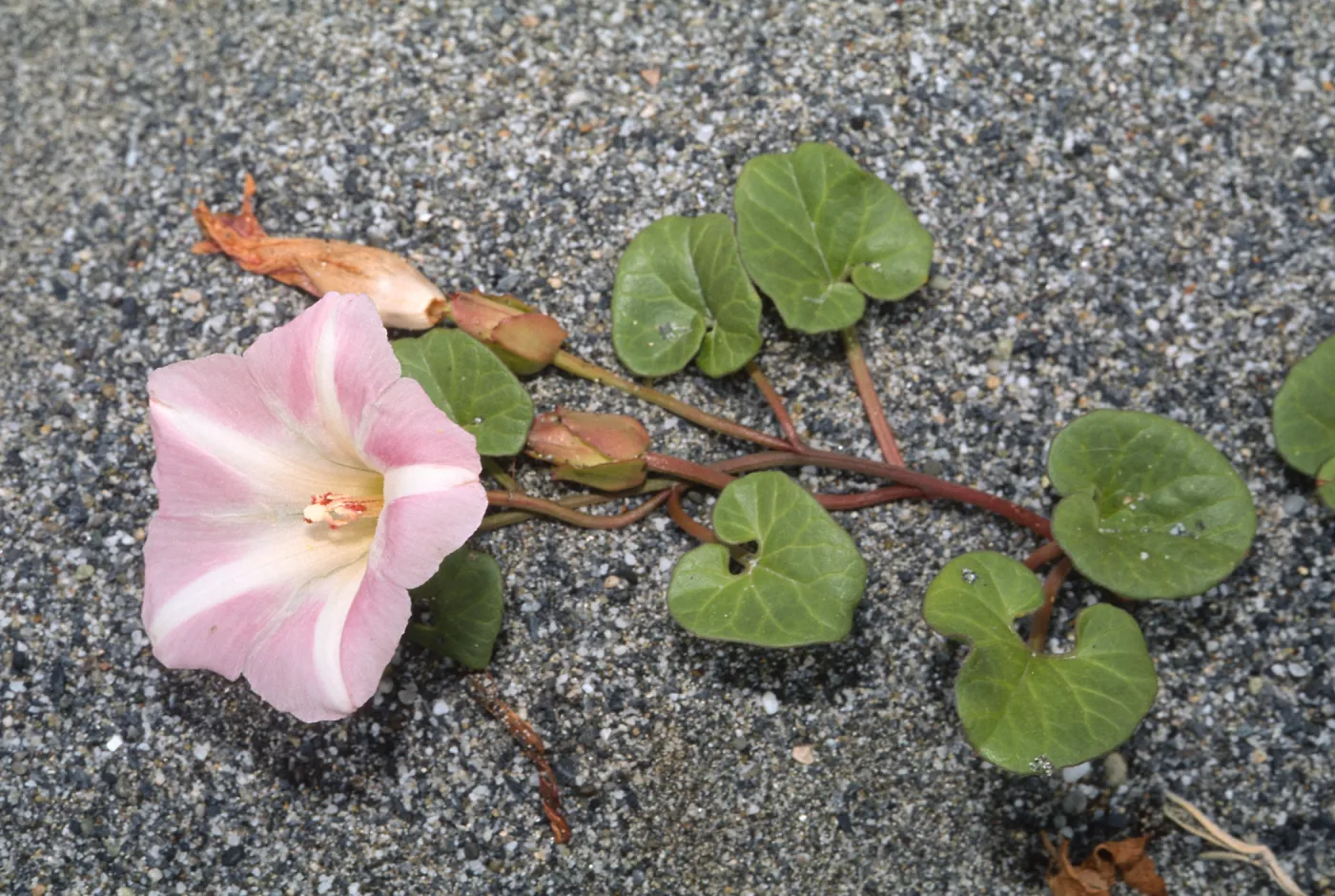 Calystegia soldanella, dry Lagoon Beach, Humboldt-Del Norte, June