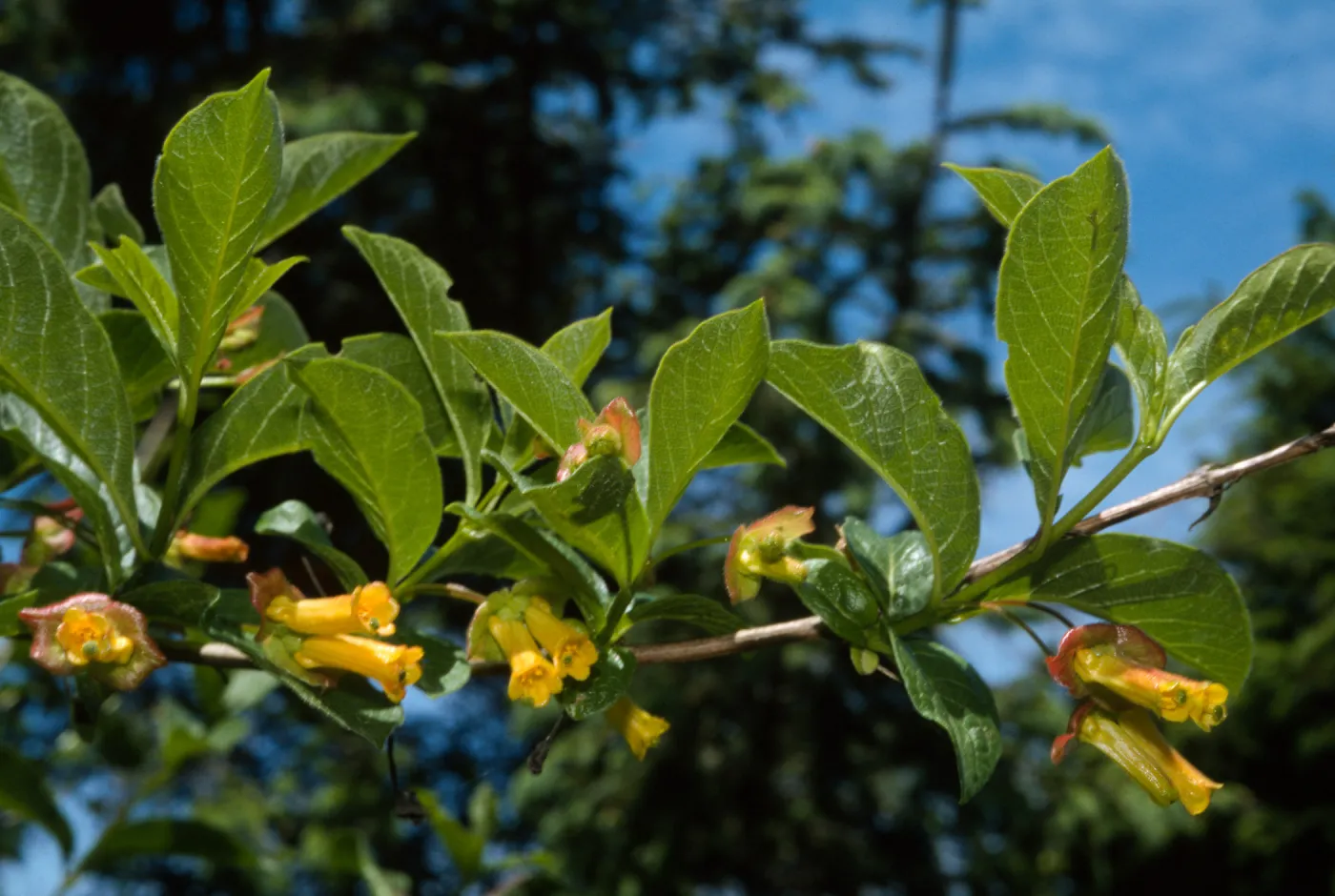 Lonicera invollucrata, Twinberry, Patricks Point, Humboldt-Del Norte, Humboldt County, May