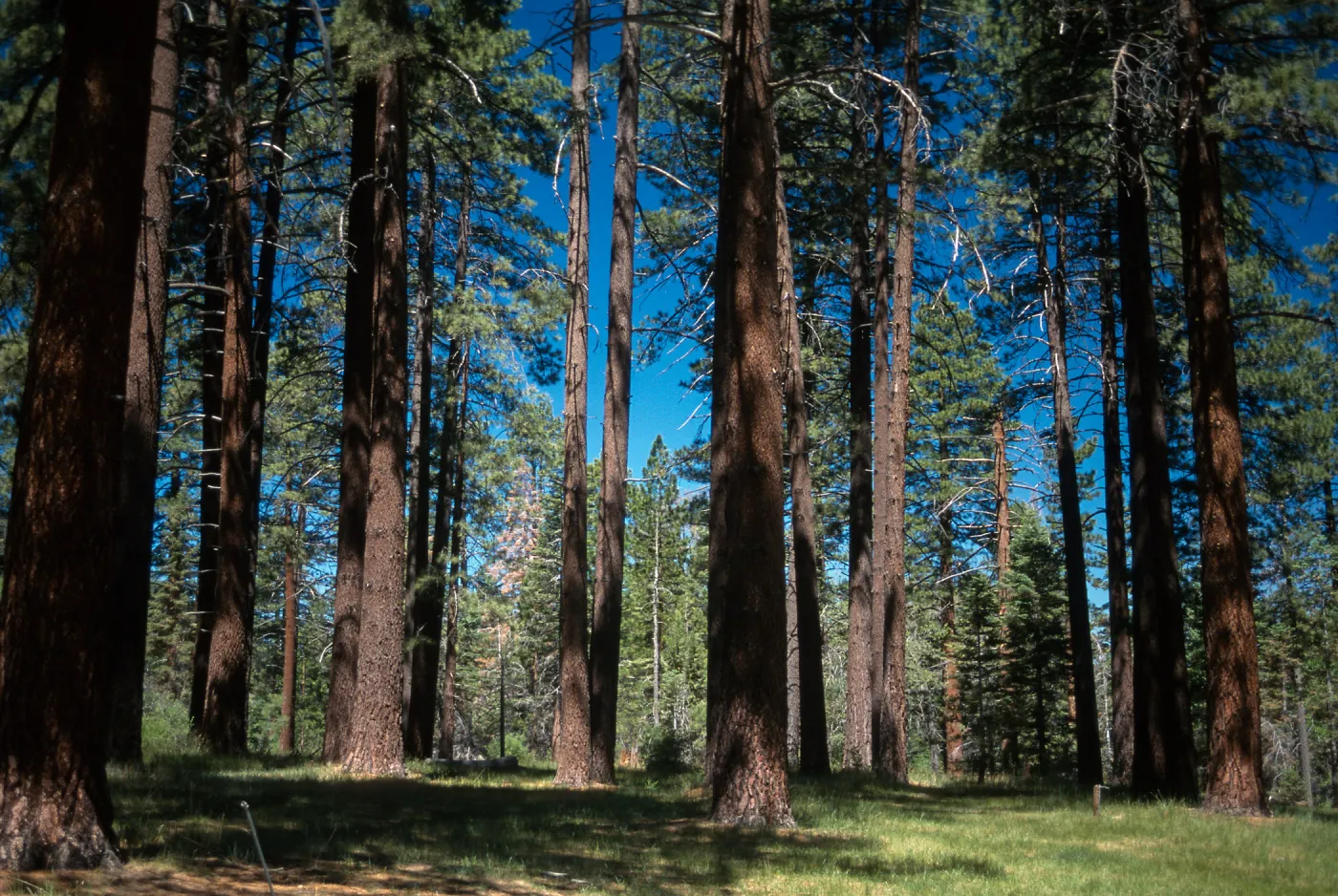 Pinus jeffreyi forest, South of Barton Flats, San Bernardino Mountains, San Bernardino County