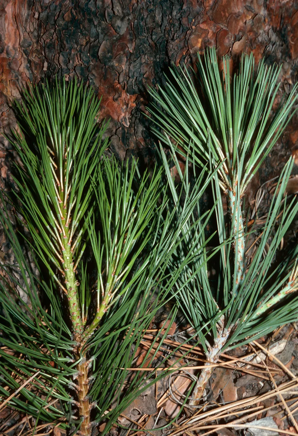 Pinus ponderosa (left) - Pinus jeffreyi (right)