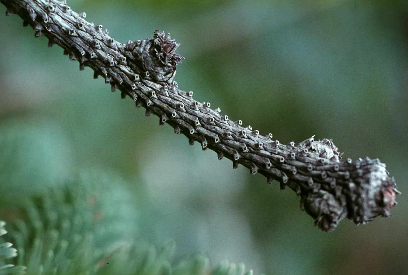 Picea sitchensis, Patricks Point State Park