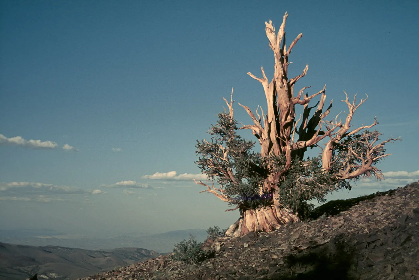 Pinus aristata, White Mountains, 11,000 ft.