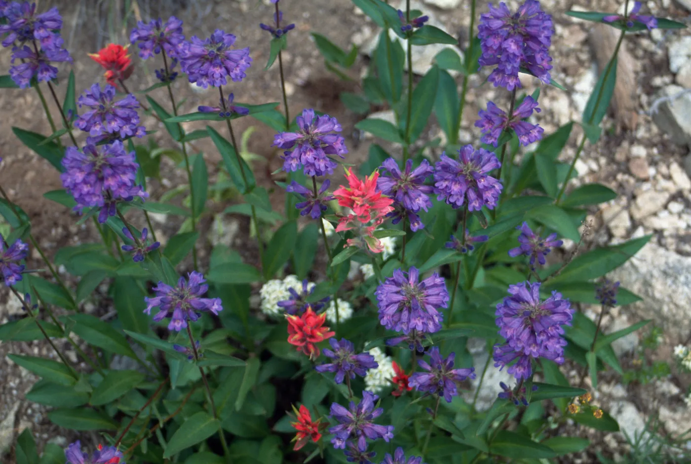 Penstemon procerus, Castilleja, Sawtooth-Glacier