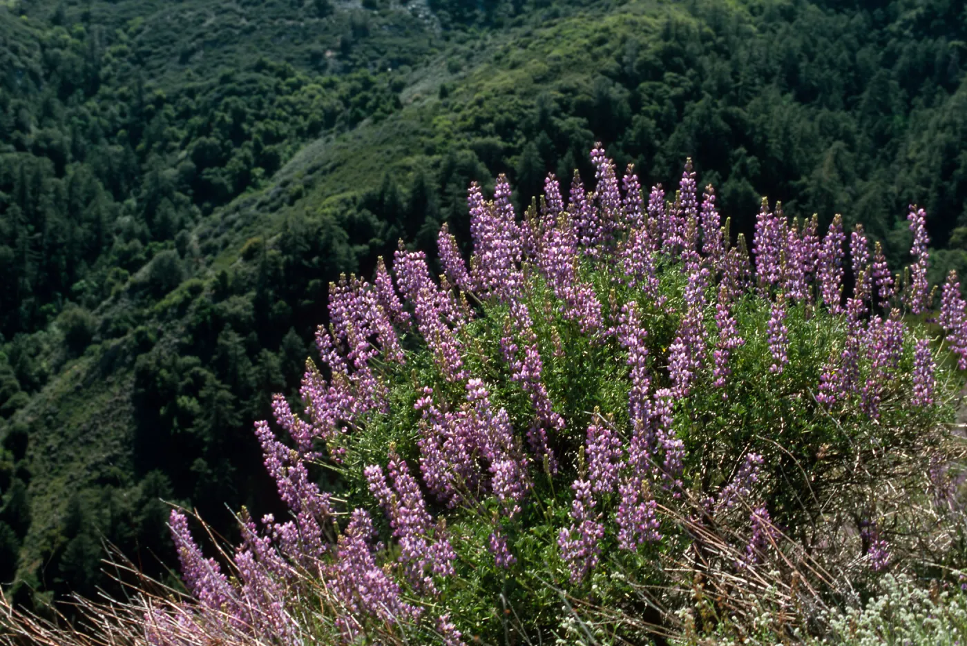 Lupinus (Lupine), Figueroa Mountain