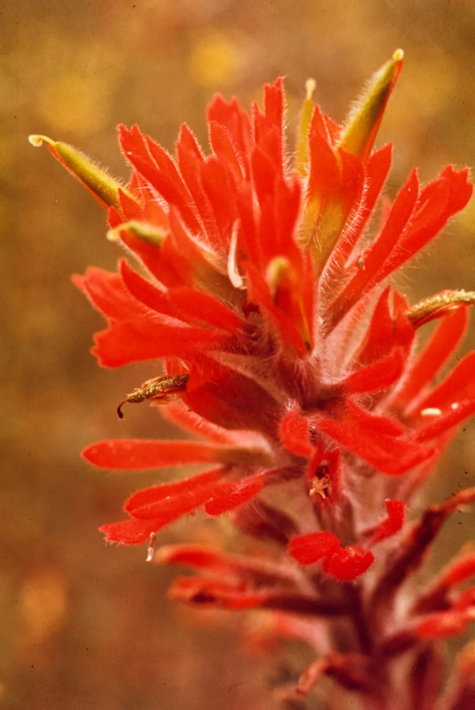 Castilleja