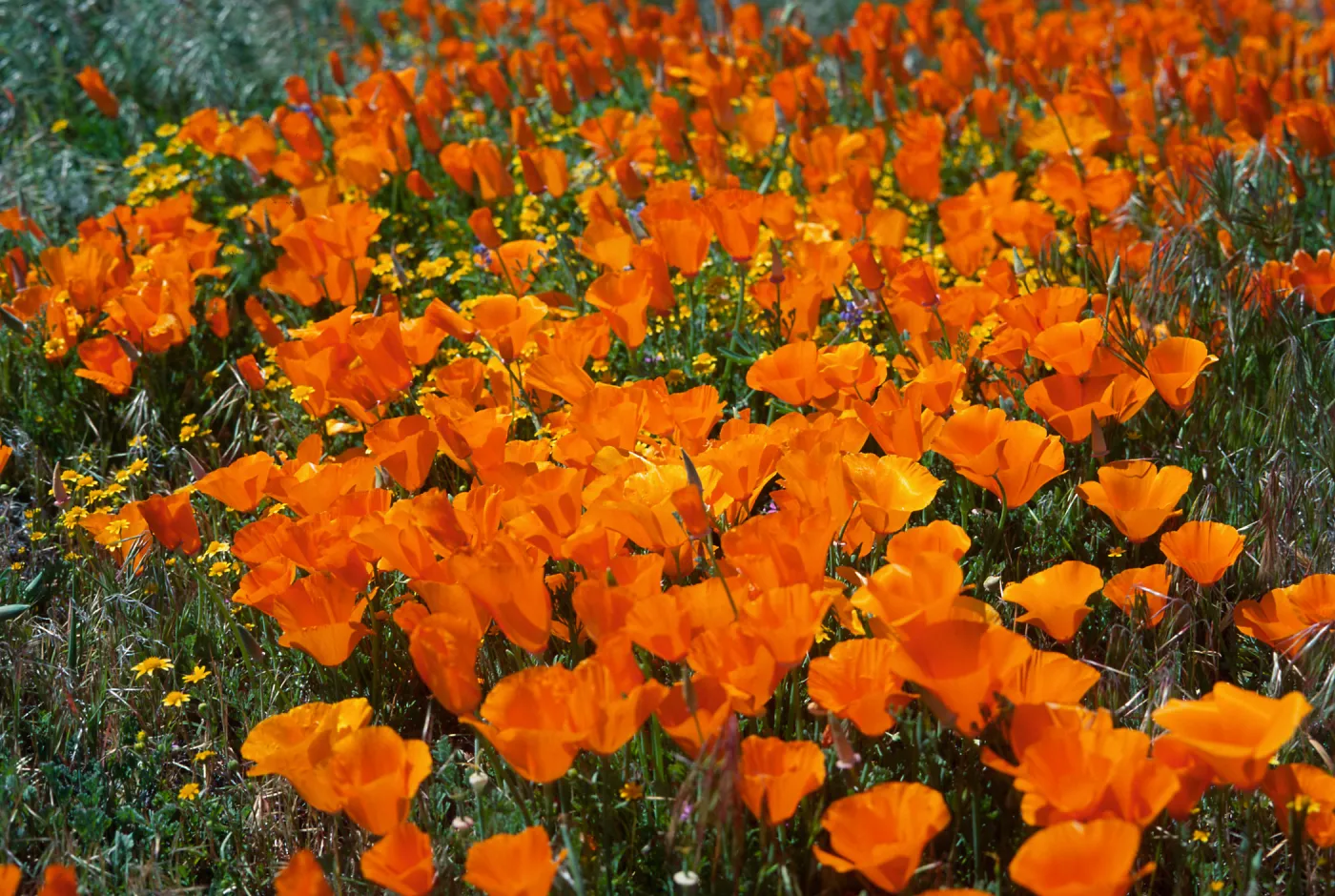 Eschscholzia ( California Poppy), Antelope Valley