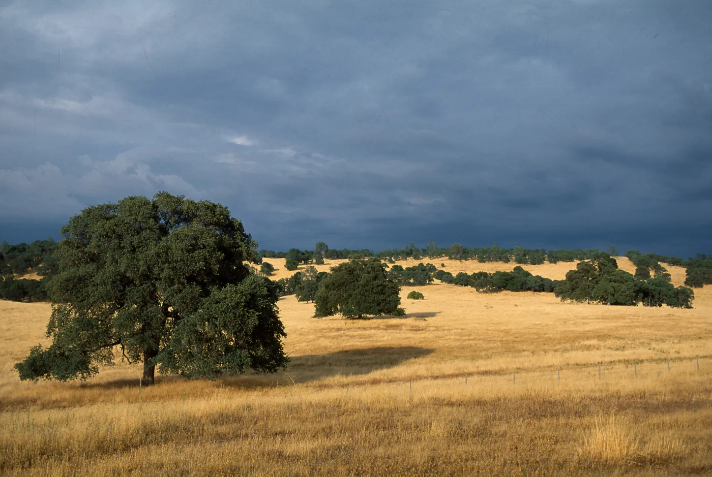 Foothill Savannah/Woodland, Quercus douglasii, Tuolumne County