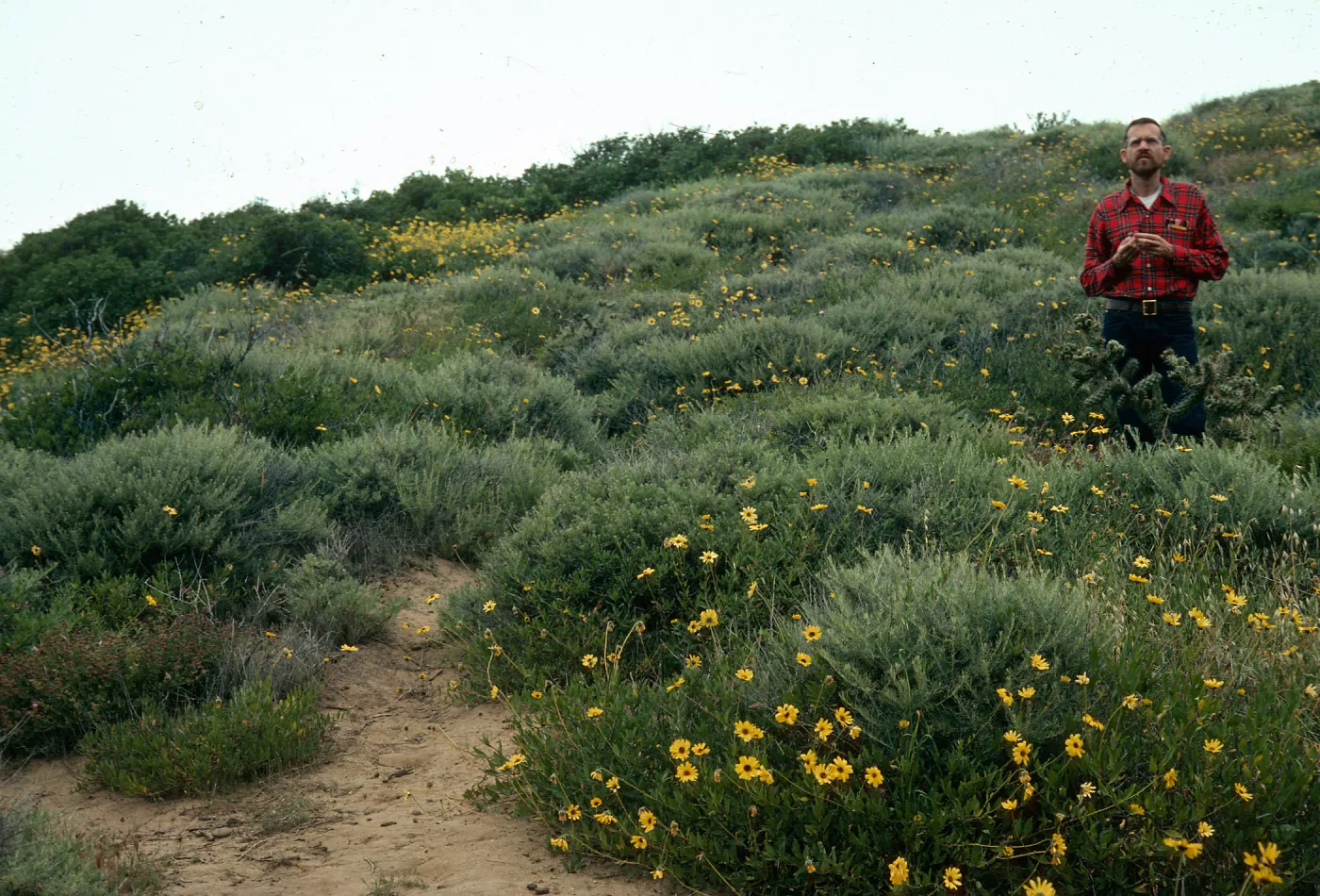 Artemisia californica, Encelia californica, Mirabilis, Opuntia parryi, Coastal Sage Scrub, La Jolla, San Diego County