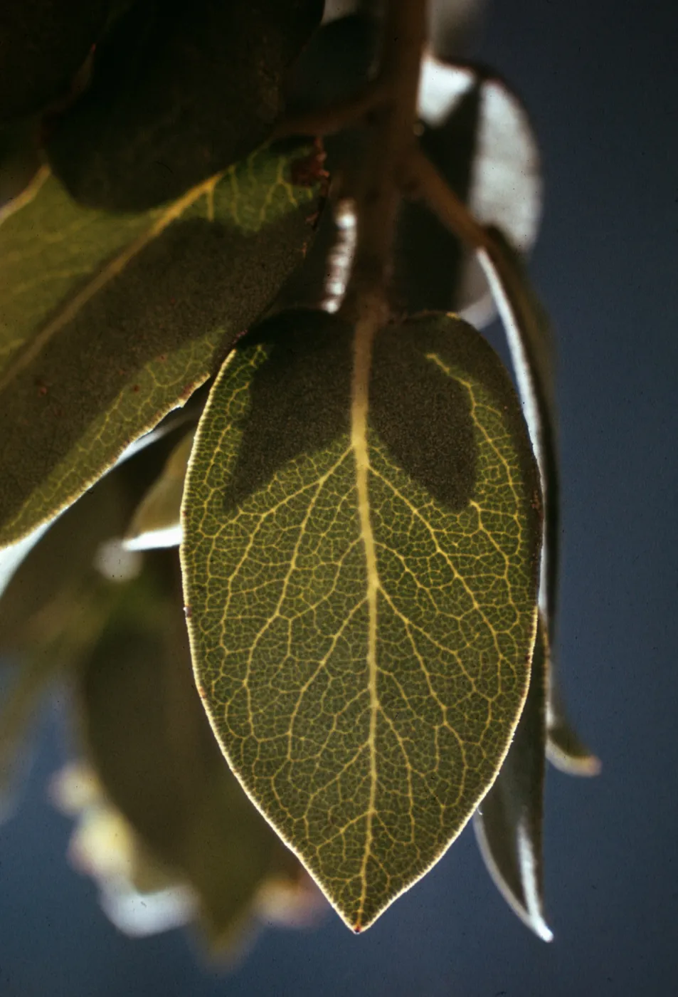 Arctostaphylos glandulosa