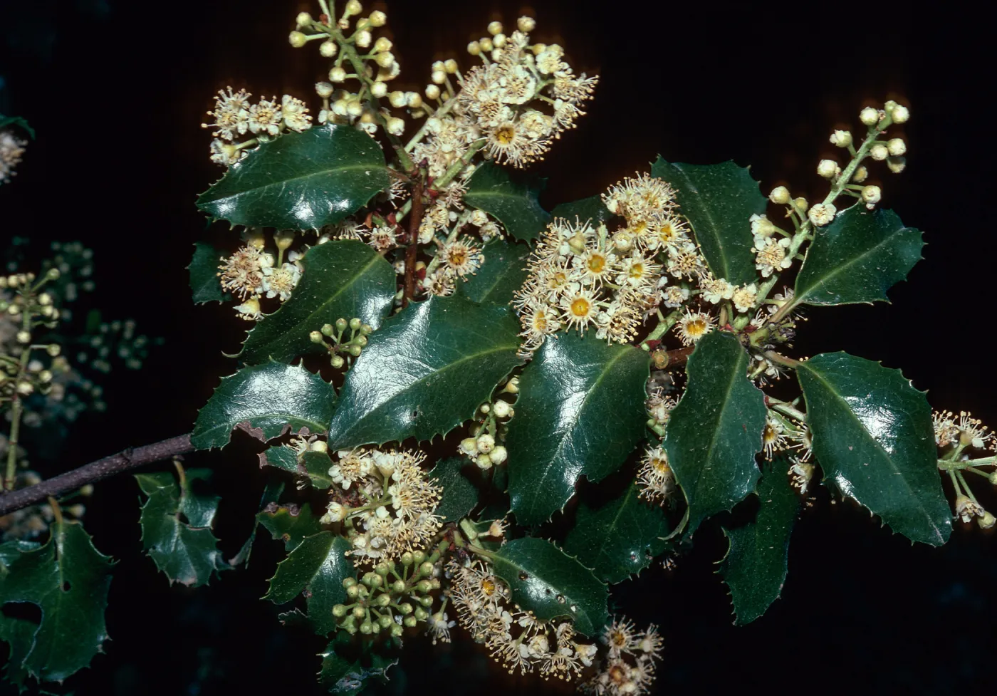 Prunus ilicifolia