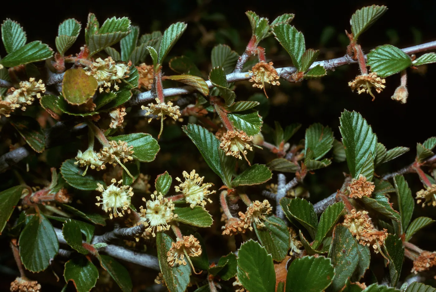 Cercocarpus betuloides