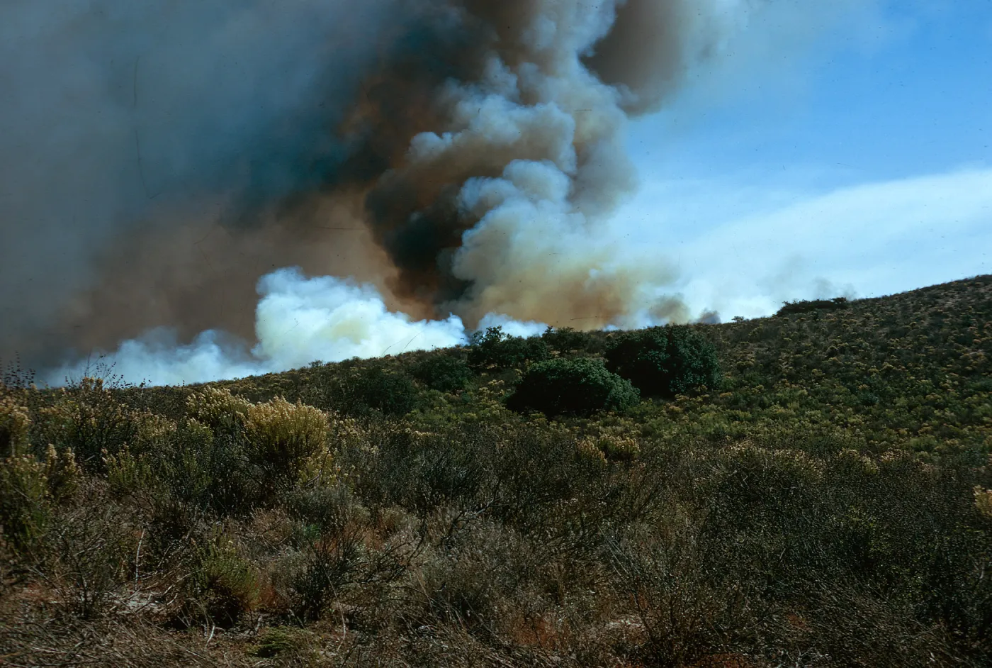Prescribed burn, Coastal Sage Scrub, Santa Barbara County