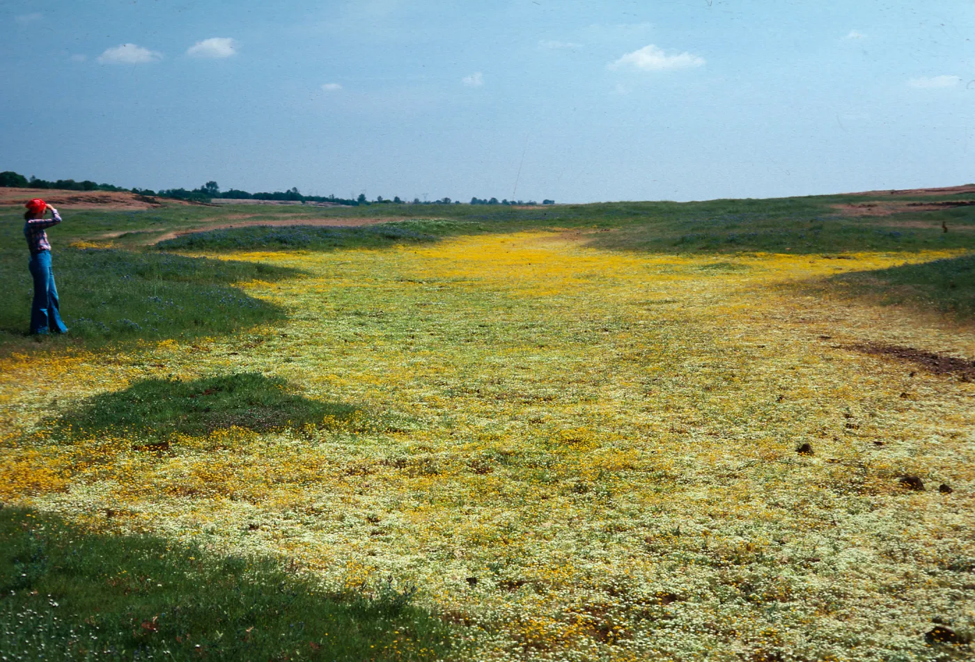 Vernal pool, Lasthenia, Navarretia, lava plateau, N. of Oroville, Butte County